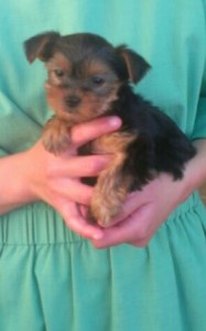 Elizabeth's new puppy, the first indoor dog for the Eicher household.