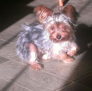 The Eicher household dog, Izzy, finds a cozy spot of sunshine in a doorway.