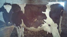 The Eicher family’s new cow, Bessie, eagerly provided the cream for the butter.