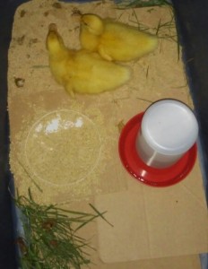The Eicher children are enjoying their new baby ducks, Donald and Daisy.