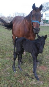 BlackBeautyFoal