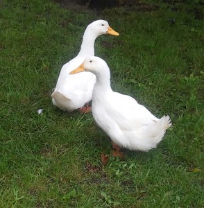 Donald and Daisy duck are growing fast.