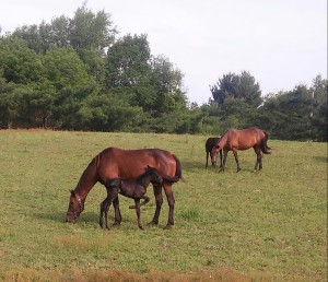 GingersNewFilly+IttyBitAndBlackBeauty