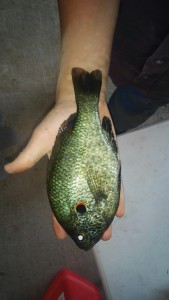 JosephBlueGill