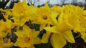 Daffodils