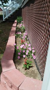 Keeping Benjamin’s new puppy out of the flower beds has been a challenge for the Eichers, but these petunias and salvia look healthy.