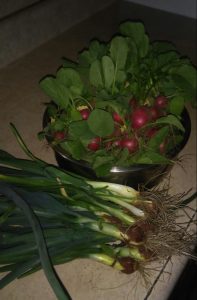 The Eichers' garden is still yielding green onions and radishes from the first spring planting.