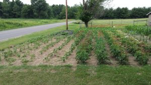 Lovina enjoys growing a variety of vegetables in her large garden.