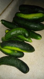 Cucumbers are the crop of choice in Lovina’s garden right now, and this week she shares a favorite recipe for cucumber salad.