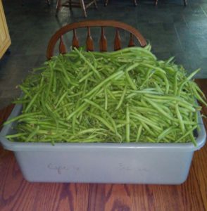 GreenBeans