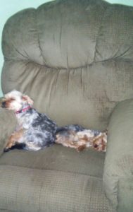 Elizabeth says her dear Yorkies seem to be getting used to new baby Abigail.