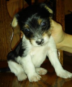 So adorable: one of Elizabeth’s puppies born to her Yorkie, Crystal, soon after Elizabeth’s baby girl, Abigail was born.