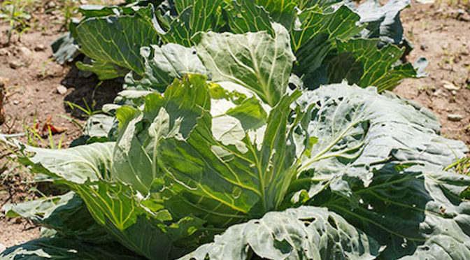 Sewing, doctor’s appointments, and sweet and sour cabbage