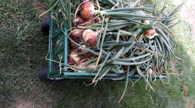 Late summer harvest and wedding celebrations 