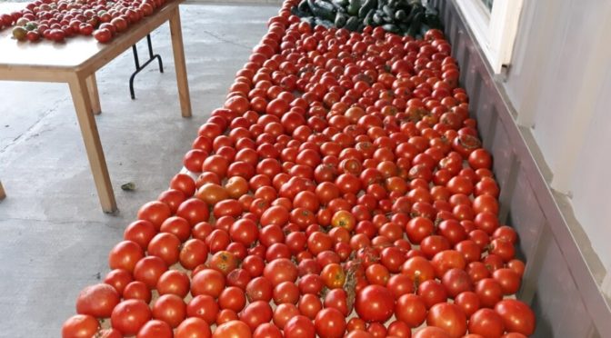 Late summer garden harvest and tomato bread recipe